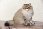 sitting British Longhair