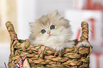 British Longhair Kitten in the wicker basket
