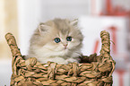 British Longhair Kitten portrait