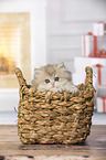 British Longhair Kitten in the wicker basket