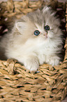 British Longhair Kitten in the wicker basket