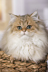 British Longhair portrait