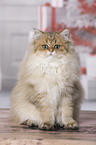 sitting British Longhair