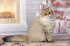 sitting British Longhair