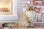 sitting British Longhair