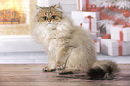 sitting British Longhair