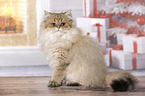 sitting British Longhair