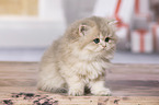 sitting British Longhair Kitten