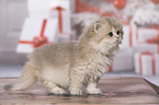standing British Longhair Kitten
