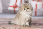 sitting British Longhair Kitten