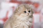 British Longhair Kitten portrait