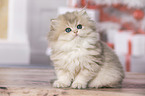 sitting British Longhair Kitten