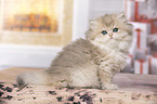 sitting British Longhair Kitten