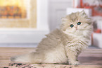 sitting British Longhair Kitten