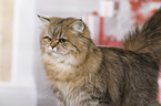 British Longhair portrait