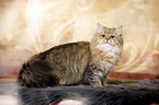 standing British Longhair