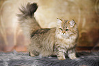 standing British Longhair