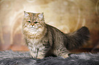 standing British Longhair