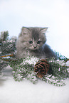 British Longhair Kitten portrait
