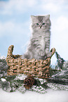 British Longhair Kitten in a basket