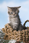 British Longhair Kitten in a basket