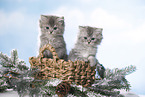 British Longhair Kitten in a basket