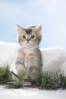 British Longhair Kitten