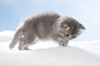 standing British Longhair Kitten