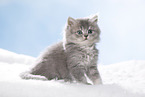 sitting British Longhair Kitten