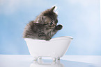 British Longhair Kitten in a bathtub