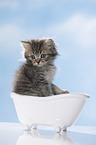 British Longhair Kitten in a bathtub