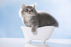 British Longhair Kitten in a bathtub