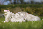 British Longhair