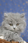 Highlander Kitten