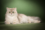 lying British Longhair