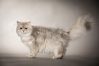 standing British Longhair