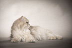 lying British Longhair