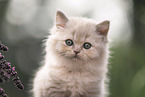 British Longhair Kitten