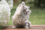 British Longhair Kitten