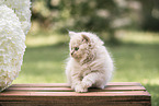 British Longhair Kitten