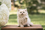 British Longhair Kitten