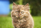 Highlander Kitten