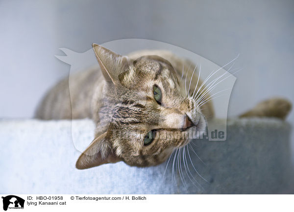 lying Kanaani cat / HBO-01958