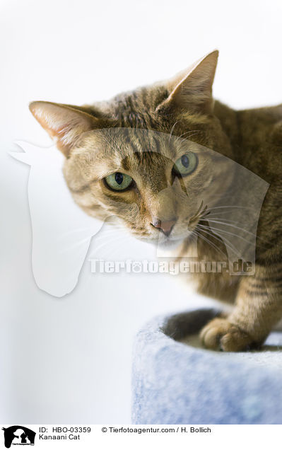 Kanaani / Kanaani Cat / HBO-03359