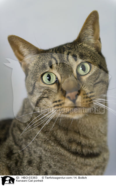 Kanaani Portrait / Kanaani Cat portrait / HBO-03363