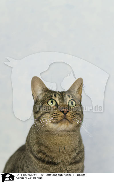 Kanaani Cat portrait / HBO-03364
