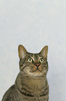 Kanaani Cat portrait