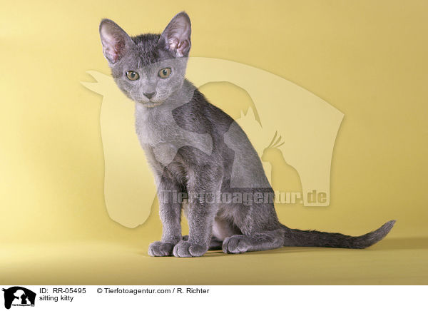 sitzendes Korat Ktzchen / sitting kitty / RR-05495