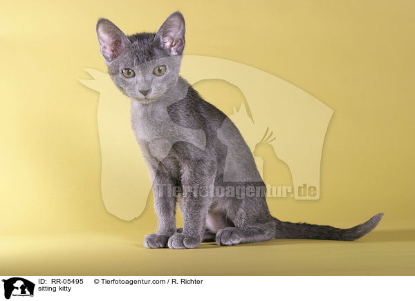 sitting kitty / RR-05495