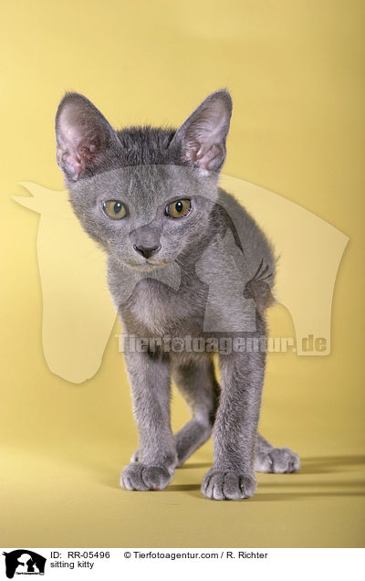 sitzendes Korat Ktzchen / sitting kitty / RR-05496